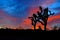 Silhouette under vibrant desert sunset skies, Joshua Tree National Park, California, USA