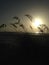 Silhouette of Uniola Paniculata (Sea Oats) Grass Growing in Sand Dunes on Atlantic Ocean Beach during Sunrise.