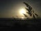 Silhouette of Uniola Paniculata (Sea Oats) Grass Growing in Sand Dunes on Atlantic Ocean Beach during Sunrise.