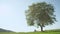 SILHOUETTE: Unrecognizable man and woman swaying on rope swing under big tree.