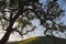 Silhouette of valley oak tree in Southern California