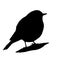 The silhouette vector illustration of black redstart bird in white background , Phoenicurus ochruros