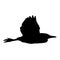 The silhouette vector illustration of flying cattle egret bird in white background