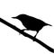 The silhouette vector illustration of nuthatch bird sitting on stick in white background