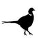 The silhouette vector illustration of pheasant walking on ground  in white background