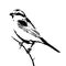 The silhouette vector illustration of shrike bird sitting on stick in white background