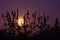 Silhouette of vervein flowers against the sunset with a warm purple sky