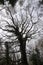 Silhouette of very fine tree in Collington Wood Nature Reserve