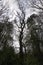 Silhouette of very fine tree in Collington Wood Nature Reserve