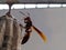 The silhouette of the vespa affinis wasp nesting