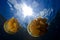 Silhouette view of a Couple of jellyfishes in Jellyfish Lake, Palau Micronesia