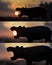 A silhouette view of an rhinoceros toy eating sun during sunset