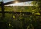 Silhouette of a vine plant with a glowing sun in the background