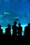 Silhouette of visitors to underwater aquarium with fish in background