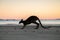 Silhouette of a wallaby slowly moving at dawn