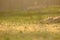 Silhouette warm light in lately evening shines on the ground with selective focus of a grass field at the park