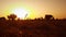 silhouette of weed or grass in golden sunlight in sunset at a field