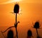 Silhouette of weed on the meadow at sunset