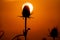 Silhouette of weed on the meadow at sunset