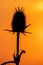 Silhouette of weed on the meadow at sunset