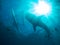 Silhouette of whale shark and boat at the surface against the sun, Oslob, Philippines. Selective focus.