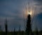 Silhouette of wheat crop.