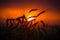 Silhouette of wheat ears against sunset