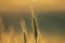 Silhouette of wheat ears after sunset closeup