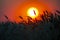 Silhouette of wheat ears after sunset closeup