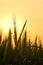 Silhouette of Wheat Field