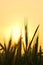 Silhouette of Wheat Field at Golden Hour