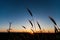 Silhouette of a wheat field with the sunset in the background