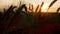 Silhouette wheat field in sunset time shooting with a crane, beautiful rural landscape, harvest, spikelets sways in wind