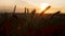 Silhouette wheat field in sunset time shooting with a crane, beautiful rural landscape, harvest, spikelets sways in wind