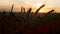Silhouette wheat field in sunset time shooting with a crane, beautiful rural landscape, harvest, spikelets sways in wind