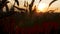 Silhouette wheat field in sunset time shooting with a crane, beautiful rural landscape, harvest, spikelets sways in wind