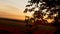 Silhouette wheat field in sunset time, shooting with a crane from crown foliage of tree to field, beautiful rural landscape