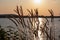 Silhouette of wheat grass at sunset. coastline of Kamenjak Nature Park. Calm atmosphere on Istrian Peninsula, Kvarner Gulf