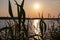 Silhouette of wheat grass at sunset at coastline of Kamenjak Nature Park. Calm atmosphere on Istrian Peninsula, Kvarner Gulf