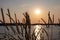 Silhouette of wheat grass at sunset at coastline of Kamenjak Nature Park. Calm atmosphere on Istrian Peninsula, Kvarner Gulf