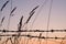 Silhouette of the wheat grasses and wire fence with the sky in the background during sunset