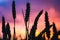 Silhouette of wheat straw at sunset back light. Orange and violet colourd sky. Vivid colors