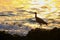 Silhouette of a whimbrel at sunrise in Paracas National Reserve, Peru