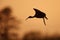 Silhouette of White-faced Ibis in Flight at Sunset