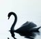 silhouette of a white swan