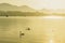 Silhouette white swan on Luzern lake with sightseeing vessel and mount Rigi background in Switzerland in summer and sunrise