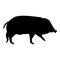 Silhouette wild boar hog wart swine suidae sus tusker scrofa black color vector illustration flat style image