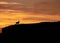 Silhouette of a wild bull on a mountain against an orange dusk sky