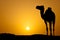 Silhouette of a wild camel at sunset