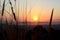 Silhouette of wild grass and weed plant during sunset